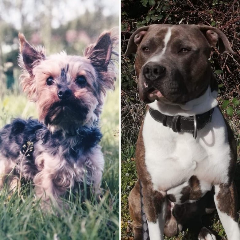 ZDRAVÍ VÁS PUPPY A ARNY
