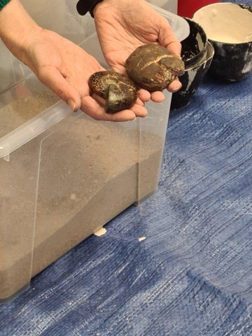 I nám už se odhalilo slovo "FOSILIE"