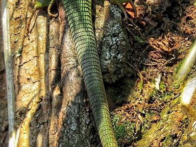 Samec ještěrky zelené