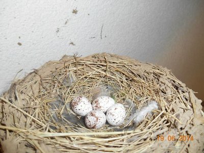 Samička snesla 4 vajíčka.